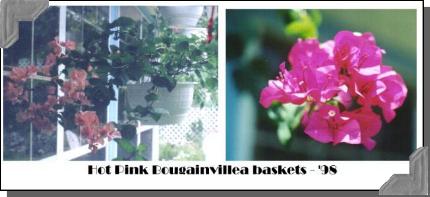 Bougainvillea 98. Big pic=31K