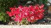 lillies