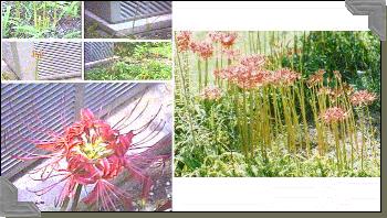 Spider Lillies. Big pic=70K