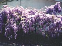 Wysteria